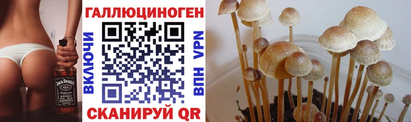 сколько стоит  Котово  Галлюциногенные грибы MAGIC MUSHROOMS 